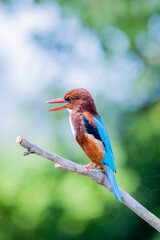 The king fisher on a branch in nature