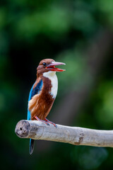 The king fisher on a branch in nature