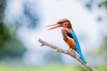 The king fisher on a branch in nature