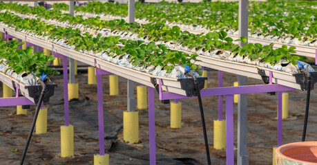 growing strawberries hydroponically in a greenhouse on the island of Cyprus 3 - obrazy, fototapety, plakaty