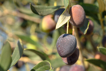 olives on the island of Cyprus 1