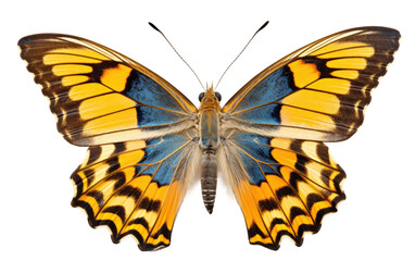 Rare Butterfly Specimen On Transparent Background