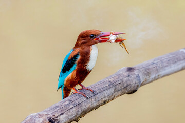 The White-throated Kingfisher on a branch in nature