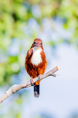 The White-throated Kingfisher on a branch in nature