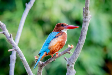 The White-throated Kingfisher on a branch in nature
