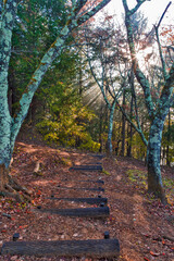 Scenic Picturesque Morning Forest at Mt. Fuji Viewed From Behind of Chureito Pagoda With Sunny Rays and Pale Colors.