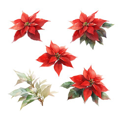 Set of Poinsettia flowers for Christmas or New Year greeting card design on transparent background - 679555602