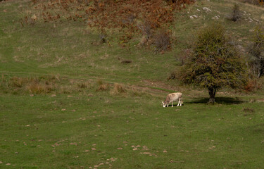Domesticated cow gazing on grassland in a green meadow in autumn. Greek farmland