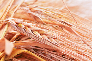  Wheat grains
