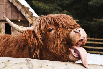 Scotland Cow with Tongue out in Snow Winter National Park or Contact Zoo. Scottish Highland Cow Muzzle in Farm. Funny Cow with Open Mouth.