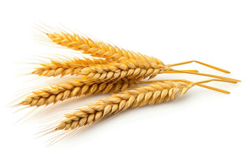 Ears of wheat on white background