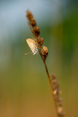 Collier de corail  ( papillon )