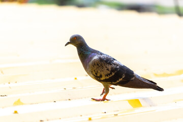 The pigeon on the roof