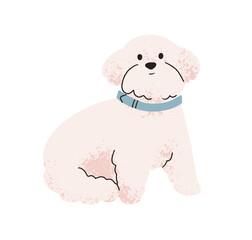 Cute puppy of Bichon breed. Funny toy dog, companion doggy. Fluffy fuzzy furry pup with curly hair. Sweet lovely little canine animal sitting. Flat vector illustration isolated on white background