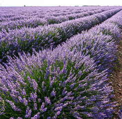Fototapeta premium Lavender field in blossom. Rows of lavender bushes stretching to the skyline. Stunning sky at the background. Brihuega, Spain.