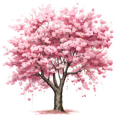 Fototapeta premium cherry blossom tree isolated on white backdrop.