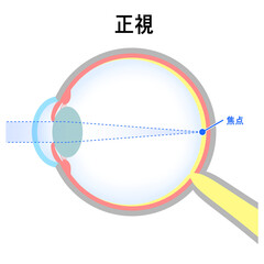 正常な眼球（正視）のイラスト