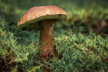 mushroom in the forest