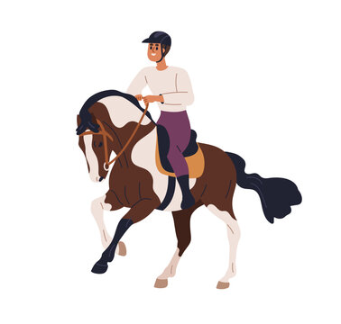 Horse rider. Equestrian riding horseback, sitting on stallion. Equine animal, horseriding, dressage. Horseman in saddle, on steed. Flat graphic vector illustration isolated on white background