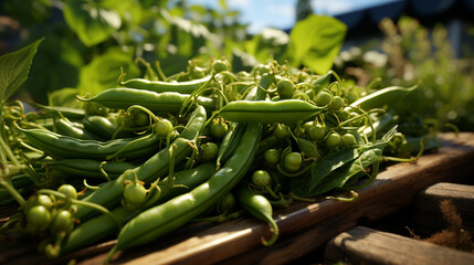 Green beans in a garden.