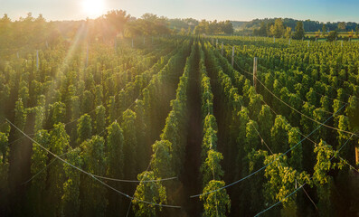 Top View to Bavarian Hop field before harvest phase with sunset background