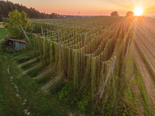 Top View to Bavarian Hop field before harvest phase with sunset background