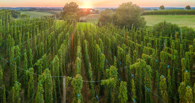 Top View to Bavarian Hop field before harvest phase with sunset background