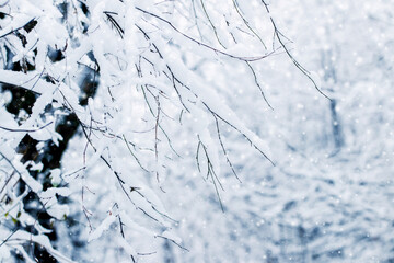 A snow-covered tree in the forest during a snowfall