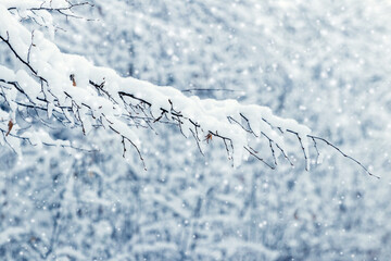 A tree branch covered with snow in the forest during a snowfall