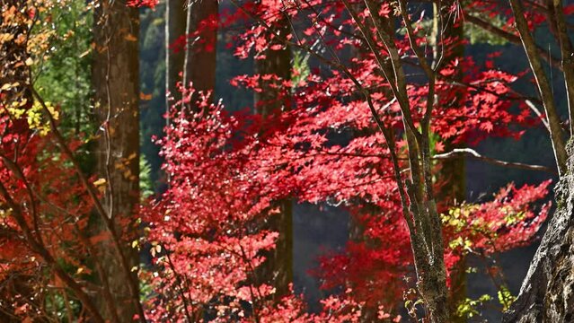 Autumn red leaves Animation of Iroha-momiji with reddish leaves
