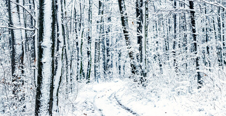 Fototapeta premium Winter forest with snow-covered trees and a road between the trees