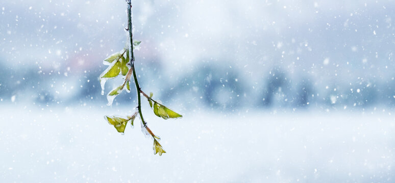 Ice covered tree branch with green leaves on blurred background during snowfall