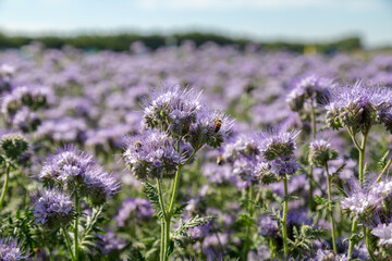 Lacy phacelia, blue tansy or purple tansy. Phacelia tanacetifolia