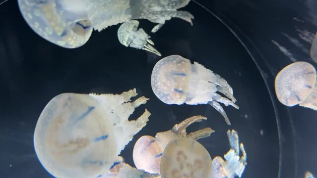 Jellyfish Exhibit At The Kaiyukan Aquarium In Japan.