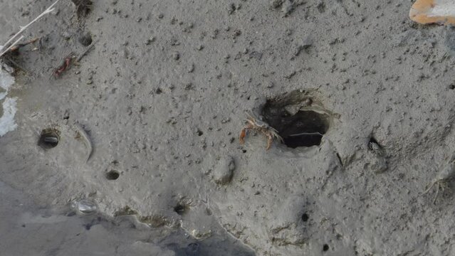 Horned ghost crab on the beach coming out of a sand hole- macro shot.