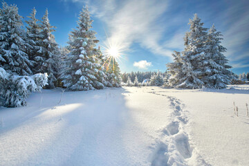 Schnee mit Fußspuren im Wald