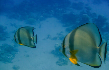 two orbicular batfish swimming in clear blue water
