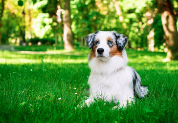 Australian shepherd Aussie lying in green grass on the background of the park. The dog has long and fluffy fur. Walking and training. The dog is resting. The photo is blurred