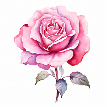 Watercolor pink rose cartoon isolated on white background