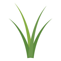 grass vector for background 