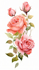 Watercolor rose flowers. floral illustration Leaf