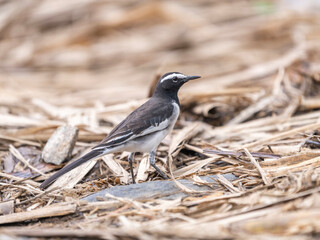 birds of india 