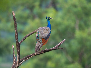 peacock 