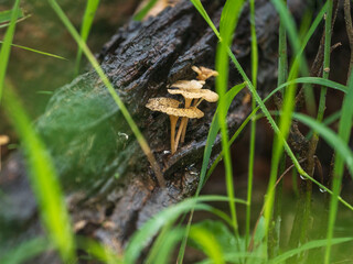 Naklejka premium gods own country kerala india nature 