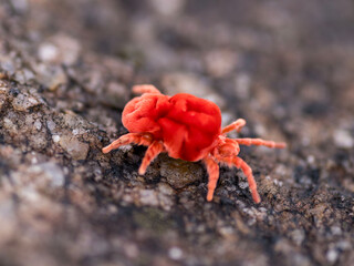 insects in india