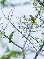 birds of india 