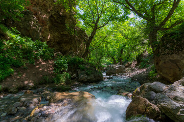 Obraz premium river in the forest