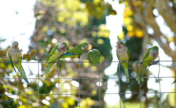 Barcelona. City Park. Monk parakeet Myiopsitta monachus , Group of green parakeets on a chain-link fence