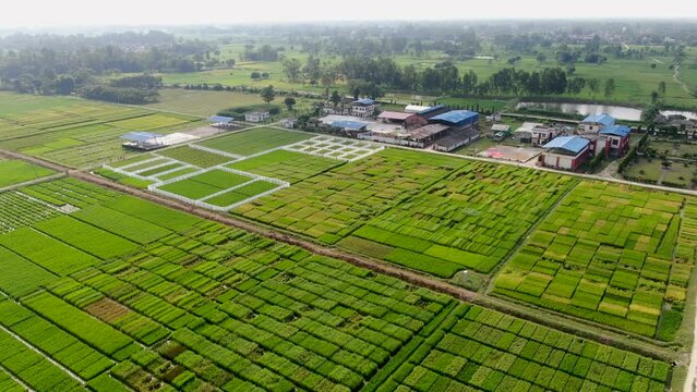 Aerial view of agriculture in rice fields for cultivation. Green pattern of rice field. Top down aerial view - Natural the texture for background