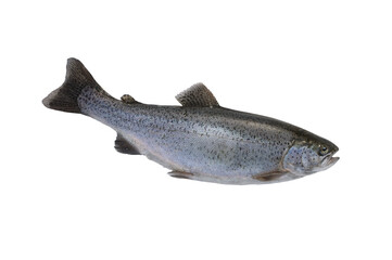 trout isolated on white background